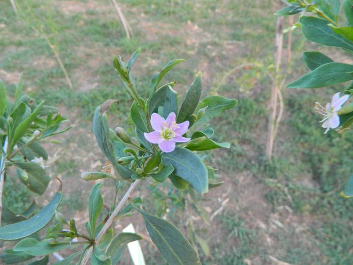 Floare lycium barbarum-goji