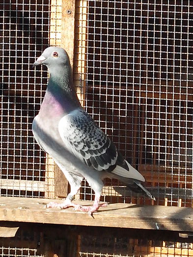 F orig. Dincă Cristian; F orig. Dincă Cristian
