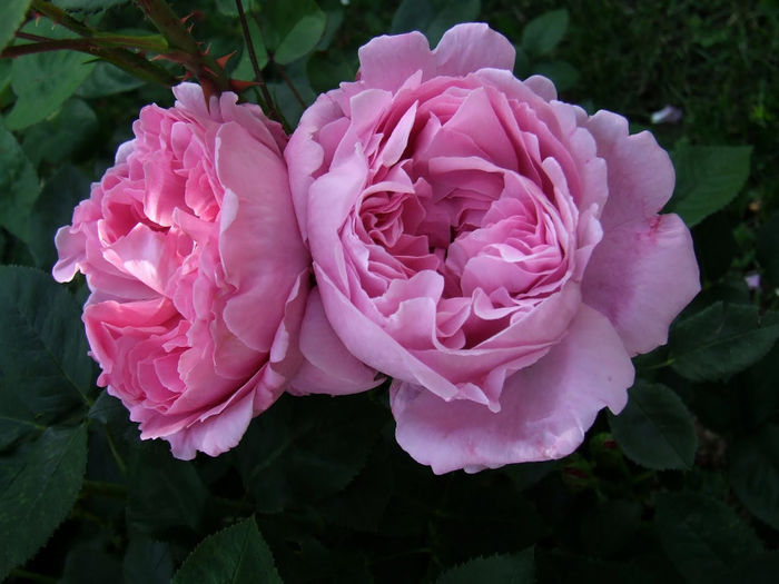 Mary Rose - Achizitii trandafiri 2013