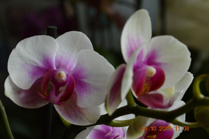 DSC_0008