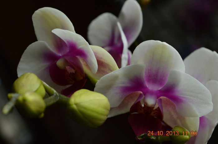 DSC_0009 - Phalaenopsis1