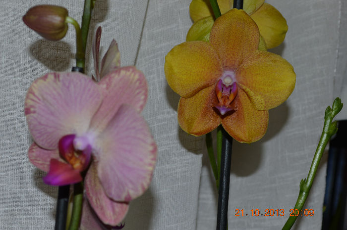 DSC_0198 - Phalaenopsis1