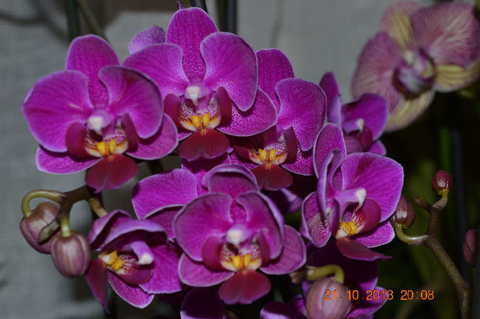 DSC_0191 - Phalaenopsis1