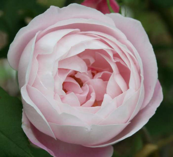 Mme Pierre Oger - Achizitii trandafiri 2013