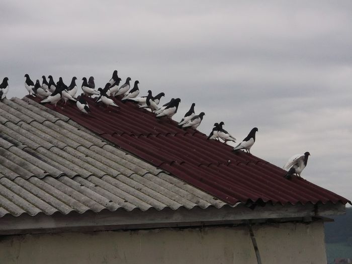 GATA DE   DECOLARE... - COTOFENE IN ZBOR