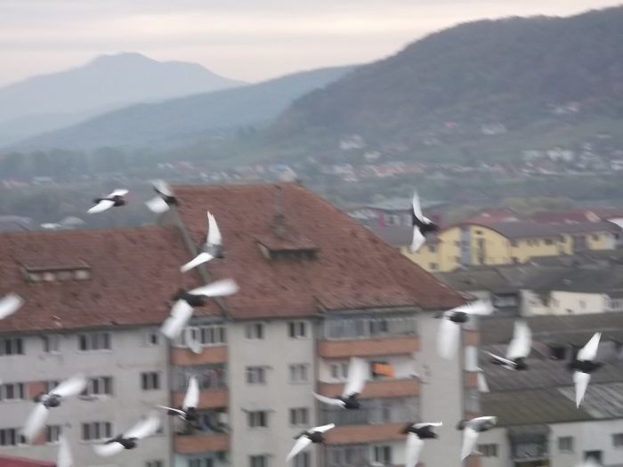 .....OPERATIUNE REUSITA....!!!! - COTOFENE IN ZBOR