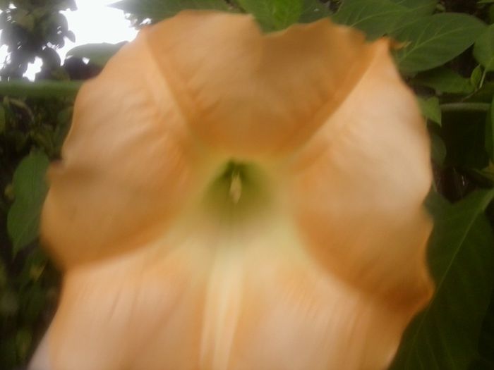 Fotografie8379 - talmes-balmes 2013