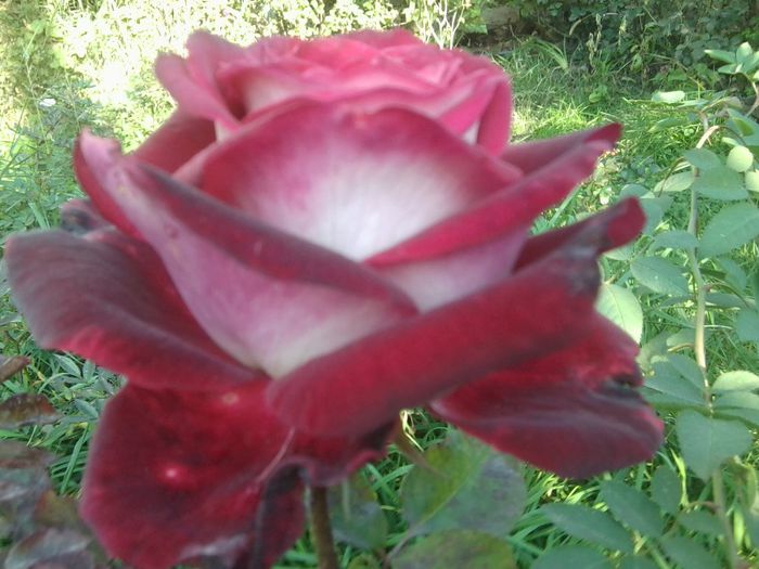 Fotografie8609 - talmes-balmes 2013