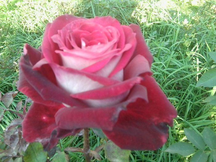 Fotografie8610 - talmes-balmes 2013