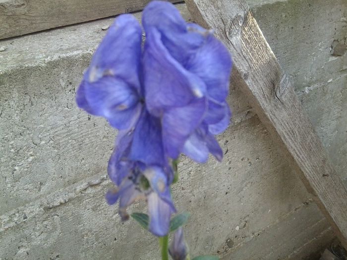 Fotografie8612 - talmes-balmes 2013