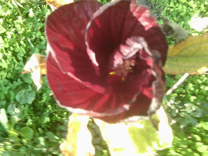 Fotografie8614 - talmes-balmes 2013