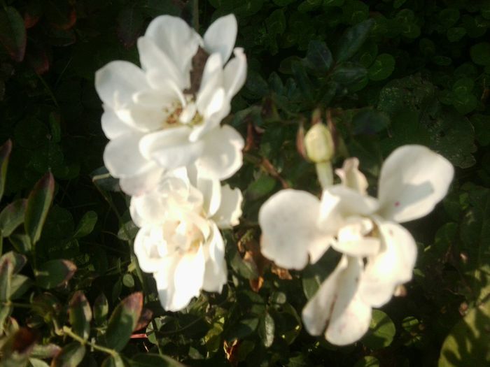 Fotografie8618 - talmes-balmes 2013