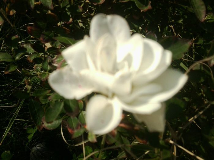 Fotografie8619 - talmes-balmes 2013