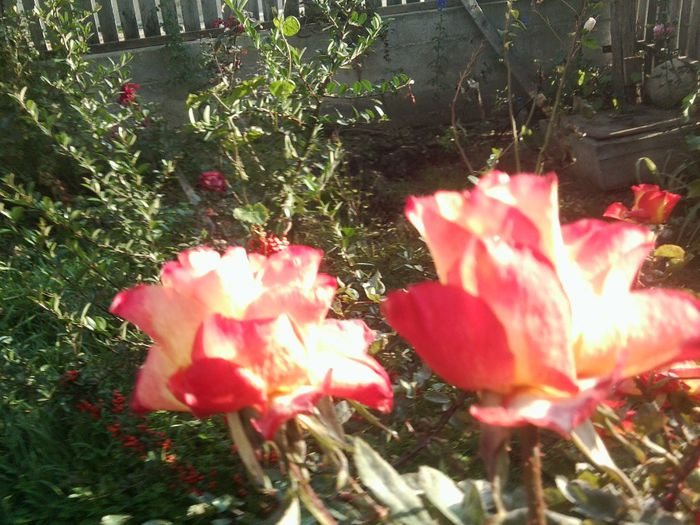 Fotografie8628 - talmes-balmes 2013