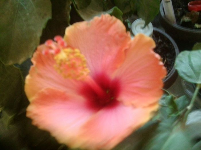 Fotografie8631 - talmes-balmes 2013