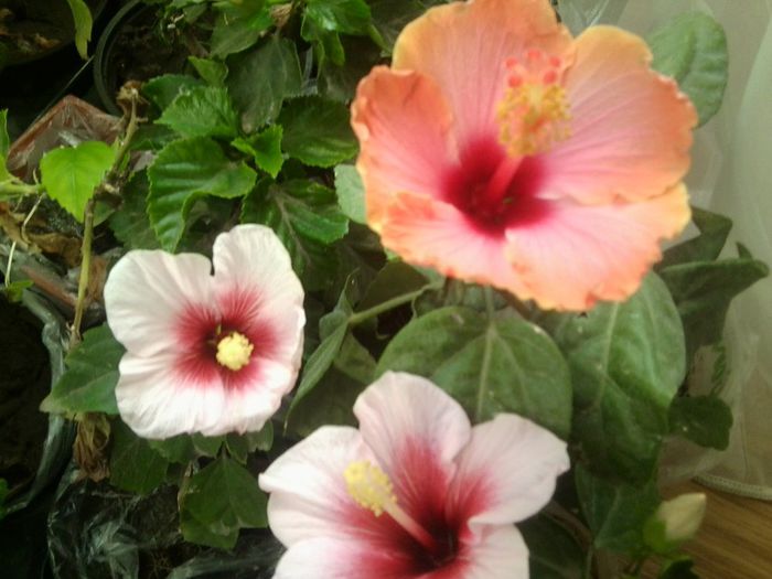 Fotografie8635 - talmes-balmes 2013