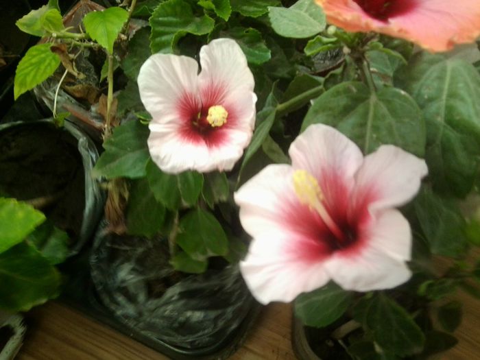 Fotografie8638 - talmes-balmes 2013