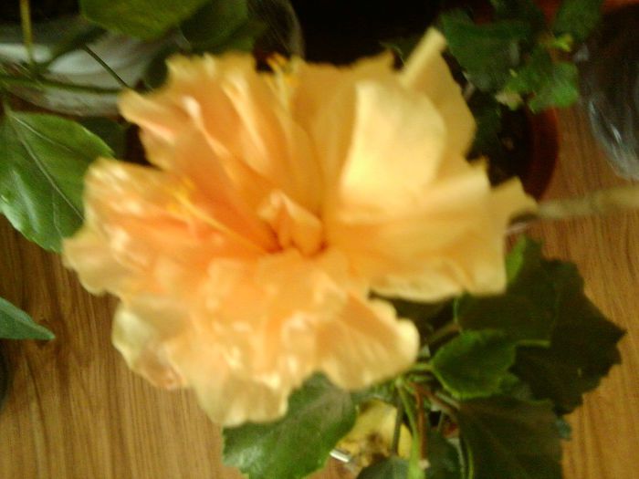 Fotografie8641 - talmes-balmes 2013