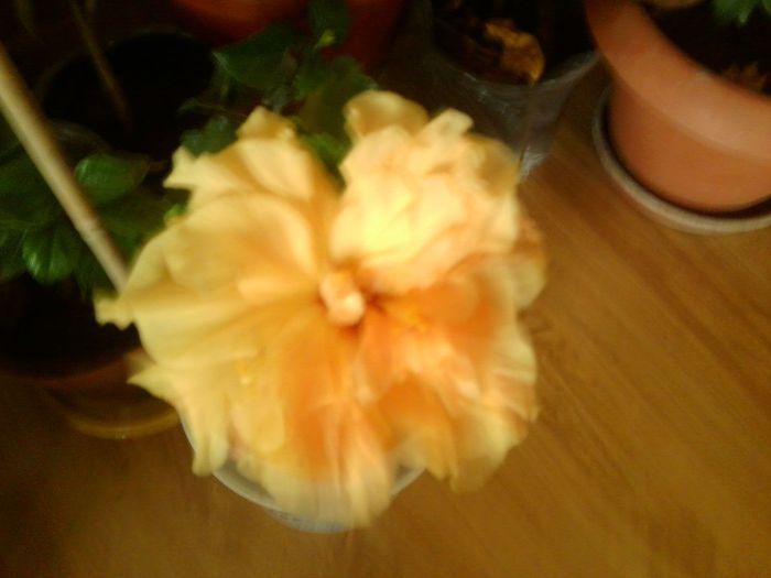 Fotografie8642 - talmes-balmes 2013