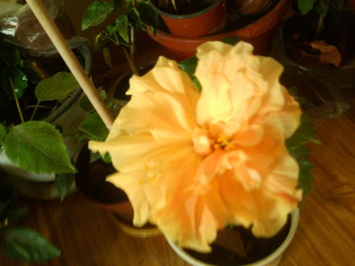 Fotografie8643 - talmes-balmes 2013