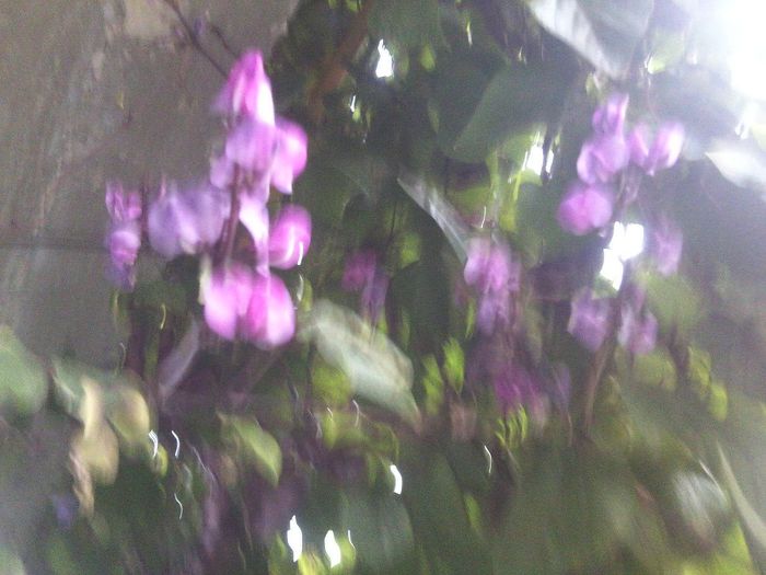 Fotografie8646 - talmes-balmes 2013