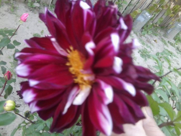 Fotografie8651 - talmes-balmes 2013