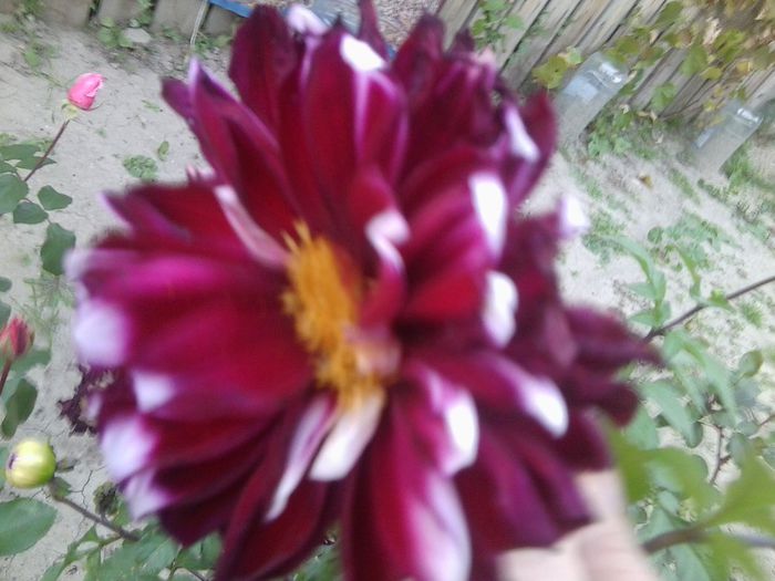 Fotografie8652 - talmes-balmes 2013