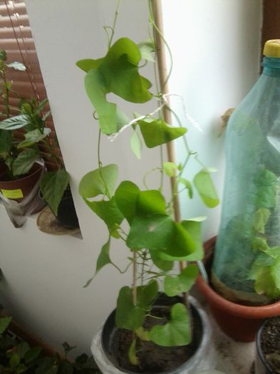 aristolochia elegans -mii de multumiri - talmes-balmes 2013