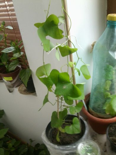 Fotografie8681 - talmes-balmes 2013