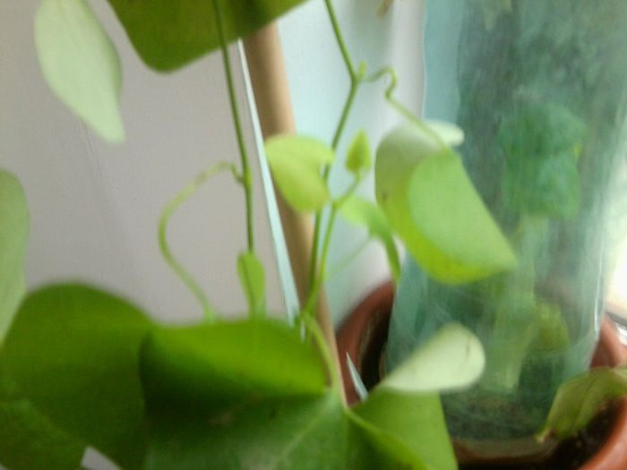 avem frunzulite noi - talmes-balmes 2013