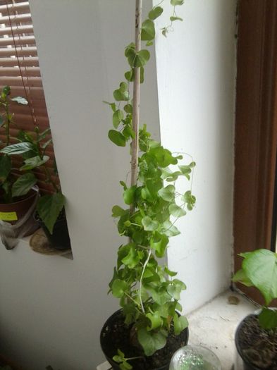 Fotografie8684 - talmes-balmes 2013