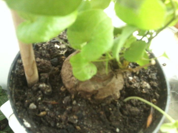 Fotografie8688 - talmes-balmes 2013