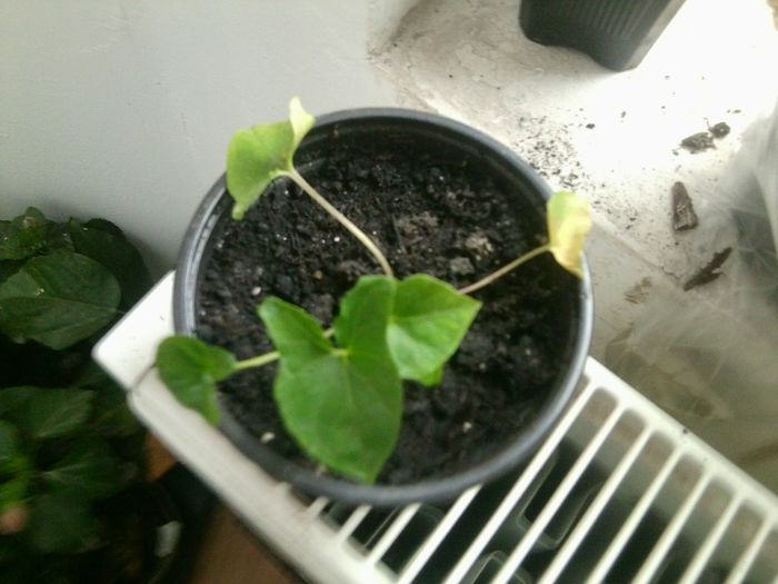 typhonium divaricatum - talmes-balmes 2013