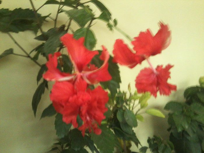 Fotografie8697 - talmes-balmes 2013