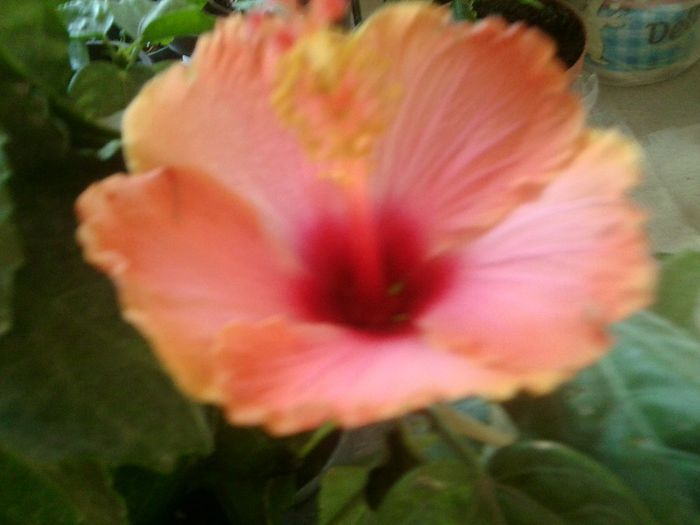 Fotografie8632 - hibiscusi 2013-4