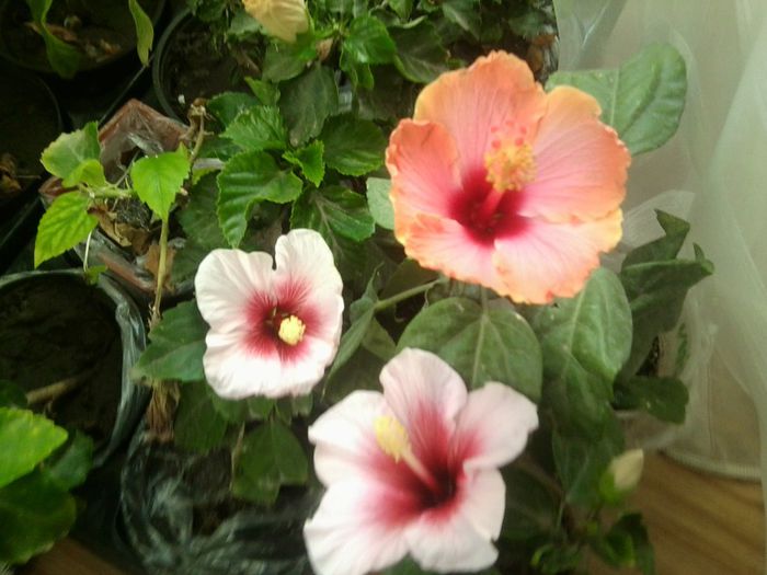 Fotografie8636 - hibiscusi 2013-4