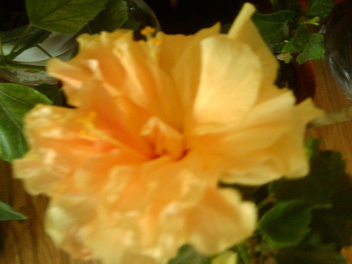 Fotografie8640 - hibiscusi 2013-4