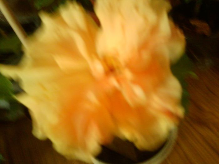 Fotografie8645 - hibiscusi 2013-4