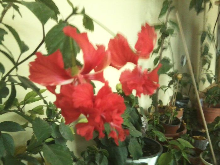 Fotografie8696 - hibiscusi 2013-4