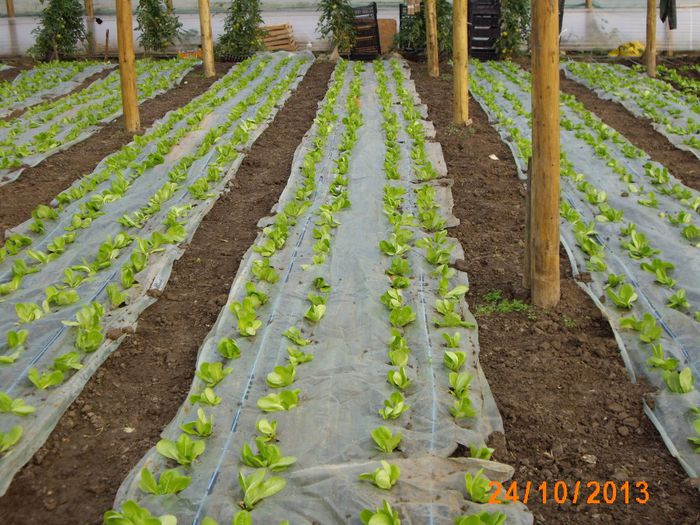 IMG_5235 - salata 2013