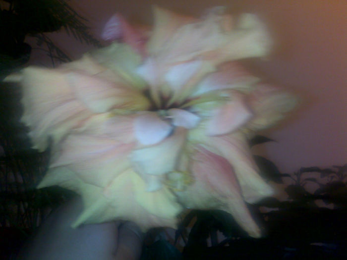 131020131573 - hibi 2013