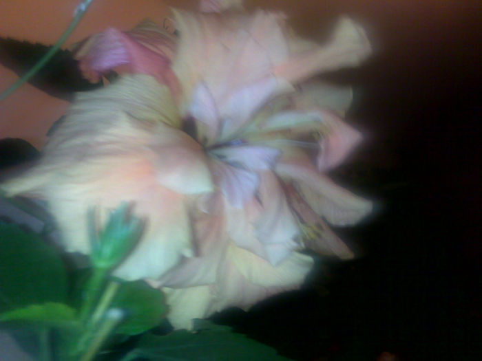 131020131574 - hibi 2013