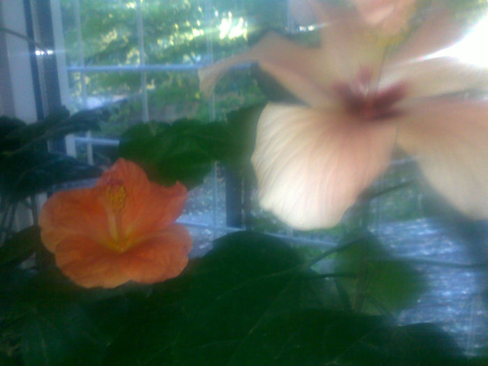 061020131537 - hibi 2013