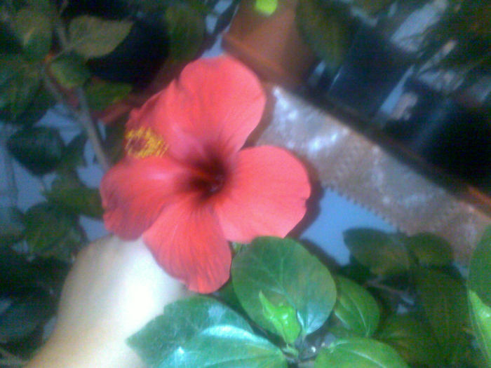 061020131540 - hibi 2013