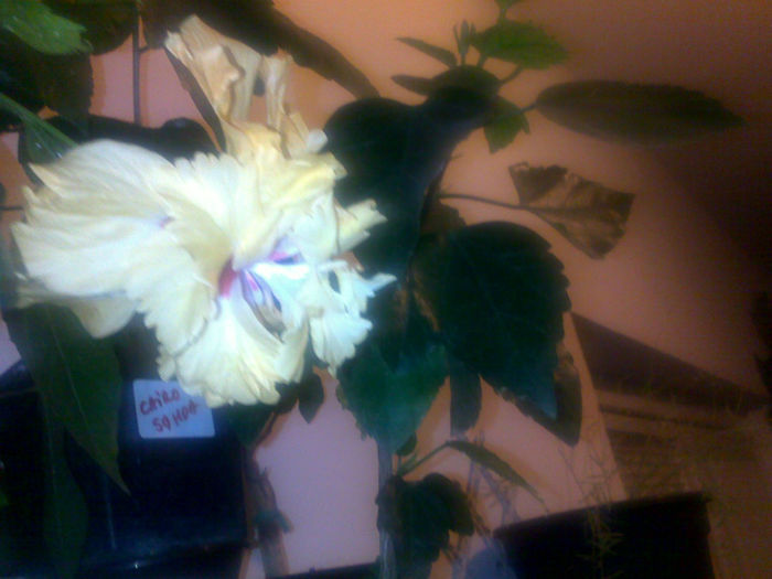 091020131543 - hibi 2013