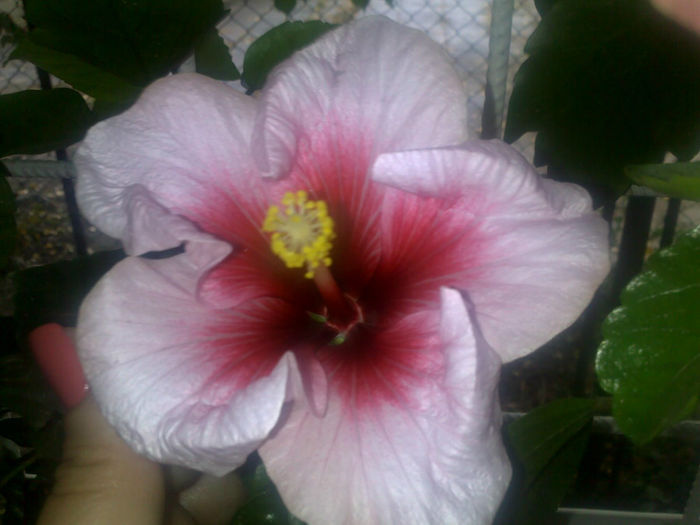 280920131530 - hibi 2013