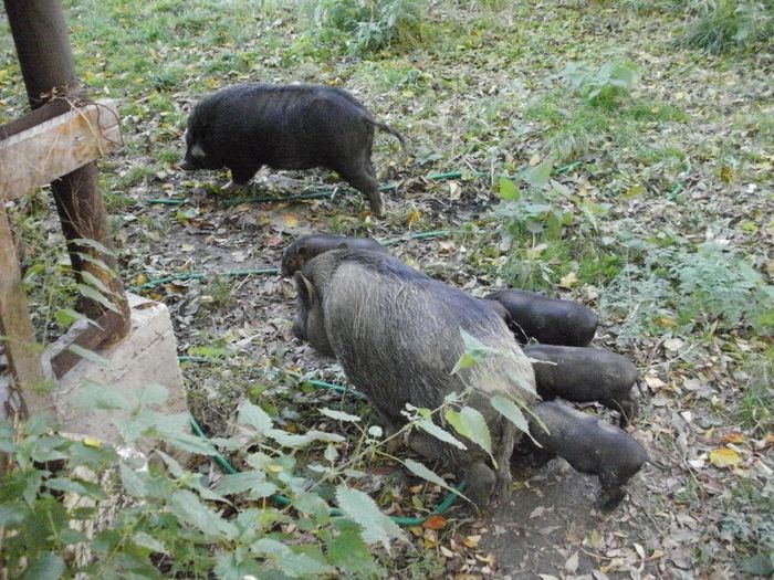 PA220366 - Porci vietnamezi