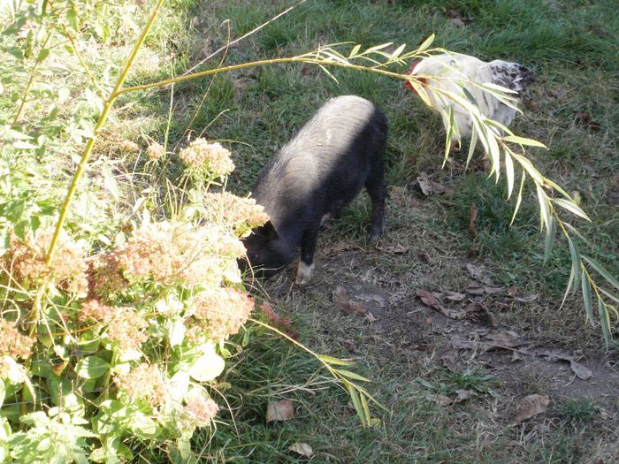 PA220008 - Porci vietnamezi