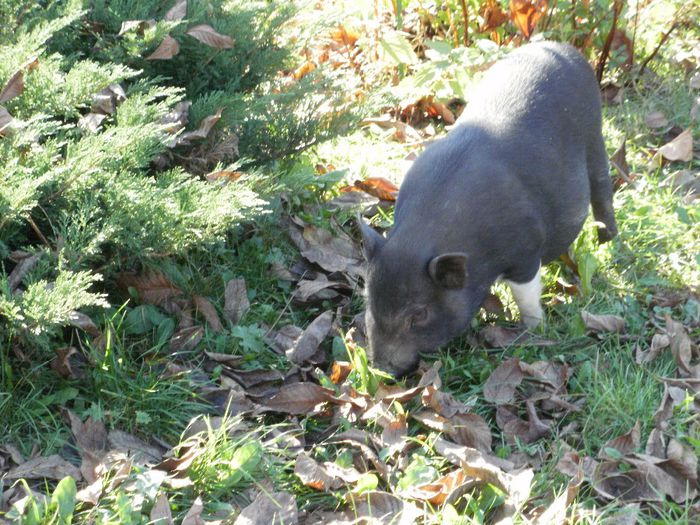 PA220019 - Porci vietnamezi