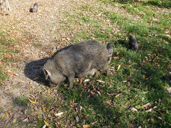 PA220030 - Porci vietnamezi
